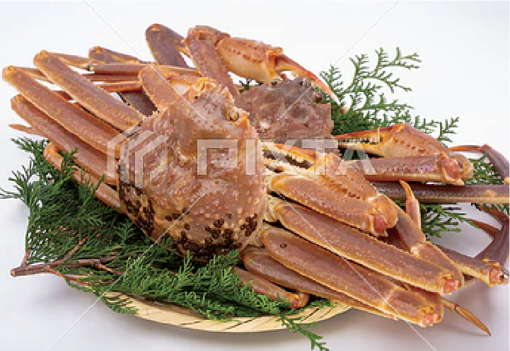 松葉蟹(オス)イメージ写真